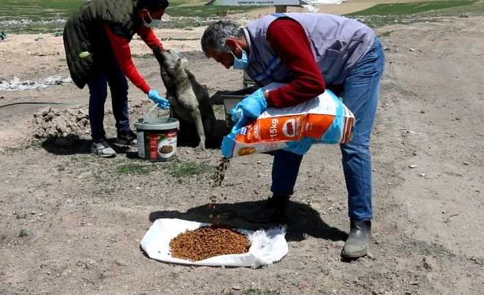 Erciş'te kısıtlamada can dostlar unutulmadı