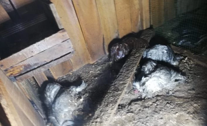 Kümes yangınında tavuk ve civcivler telef oldu