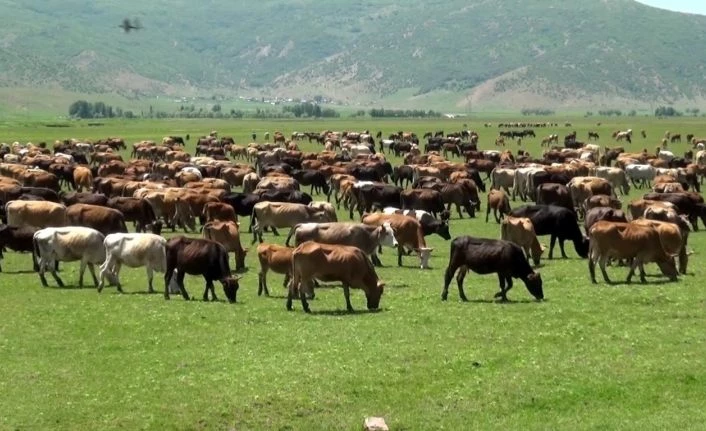 Muş’ta büyükbaş hayvan sayısında artış