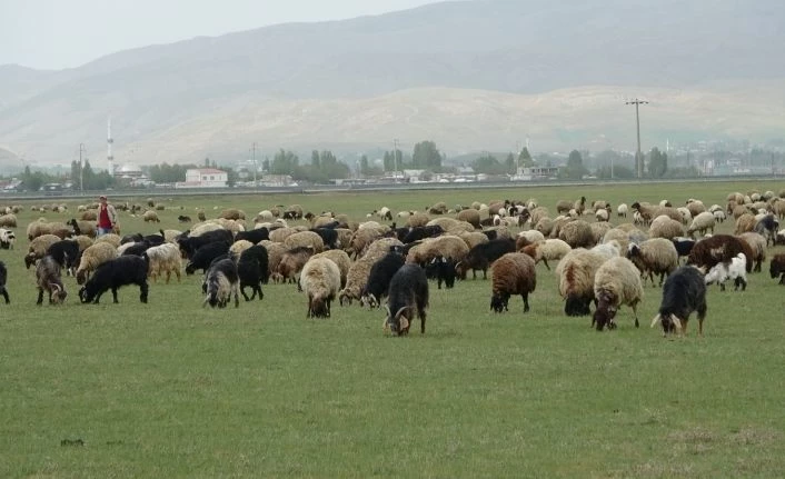 Muş’ta çoban sıkıntısı