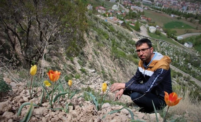 Oltu’da laleler açmaya başladı