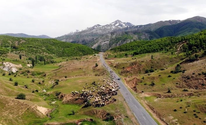 On binlerce hayvanla Muş’a gelen yetiştiriciler hayal kırıklığı yaşadı
