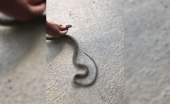 Otomobilin alt kısmına giren yılanı itfaiye çıkardı