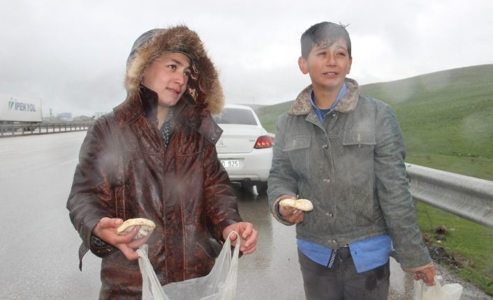 Otoyolda mantar satan çocukların yağmur altında ekmek parası mücadelesi