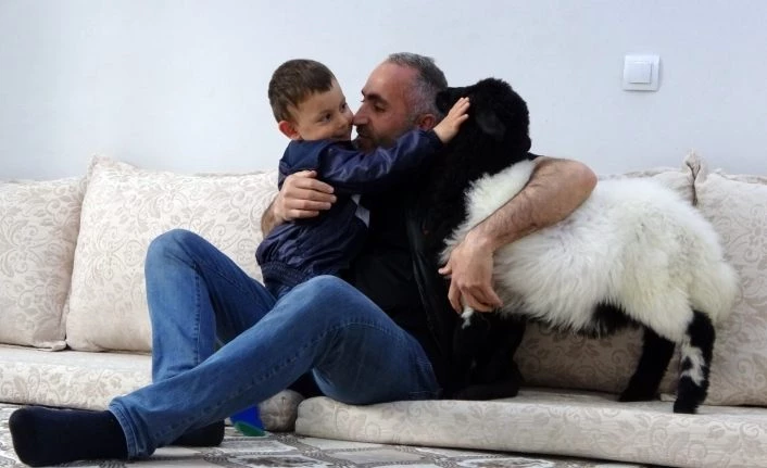 (Özel) Biberonla beslediği kuzu şimdi evin maskotu oldu