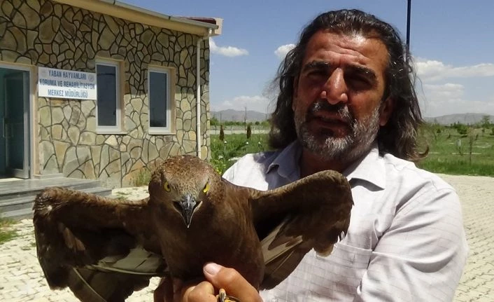 Kargaların yaraladığı Arı Şahinleri tedavi altına alındı