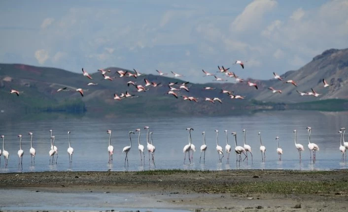 Van Gölü Havzası’nın narin kuşları flamingolar