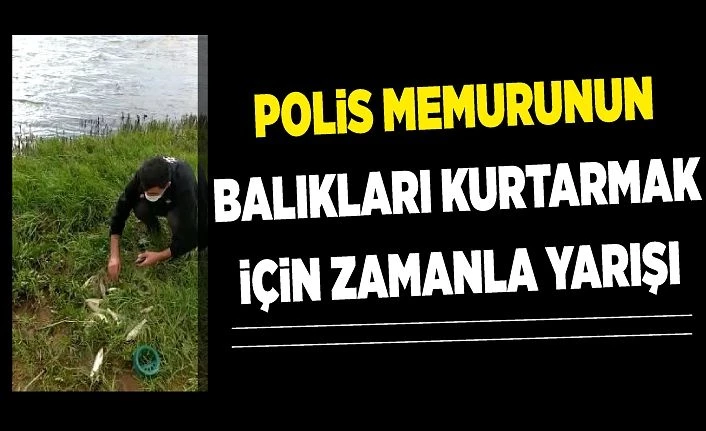 Van'da polis memurunun balıkları kurtarmak için zamanla yarışı
