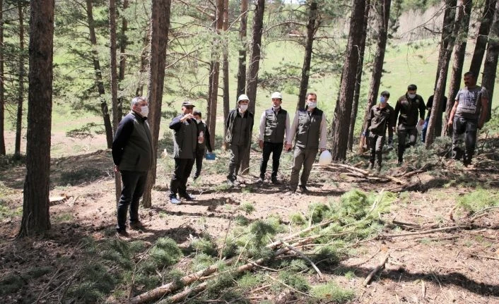 Sarıkamış’ta ormancılık çalışmaları yerinde incelendi