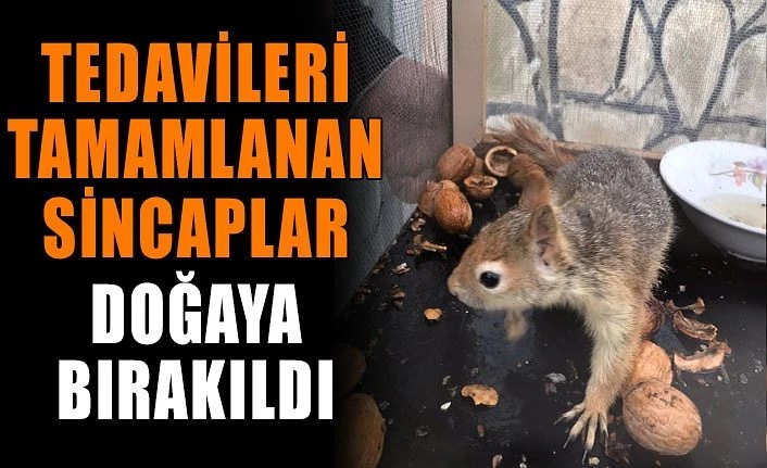 Tedavileri tamamlanan sincaplar doğaya bırakıldı