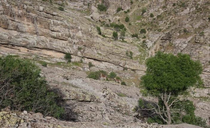 Tunceli’de yaban keçileri merkeze yakın noktaya kadar indi