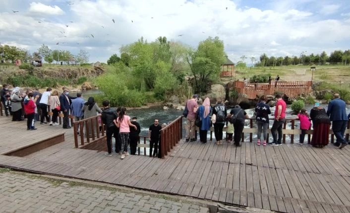 Van Gölü'ndeki uçan balıkların muhteşem göçü devam ediyor