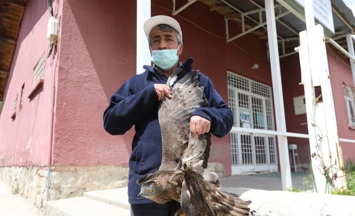 Başkale'de yaralı şahine belediye personeli sahip çıktı