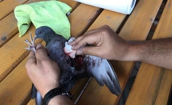 Yavru kaya güvercini tedavi altına alındı