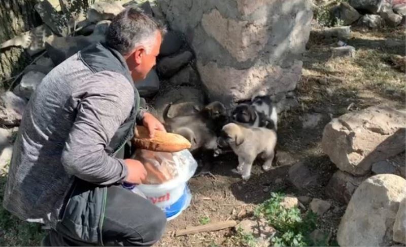 Duyarlı vatandaş sokak hayvanları doyuruyor