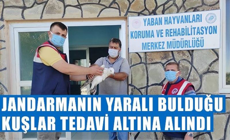 Jandarmanın yaralı bulduğu kuşlar tedavi altına alındı