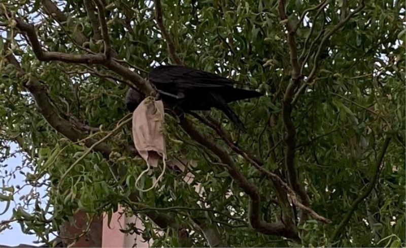 (Özel) Boynuna maske dolanan kargayı itfaiye ekipleri kurtardı