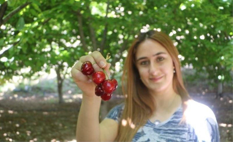 Tescilli dalbastı kirazında ürün kaybı